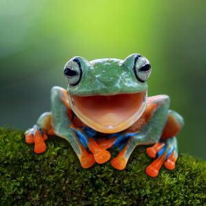 flying frog laughing close up