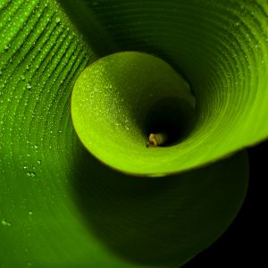 Tropical banana leaf growing in a spiral shape with wet dew drops on black background