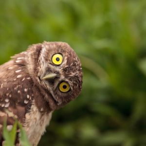 owl tilting head