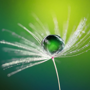 water droplet on dandelion seed green background