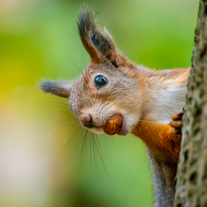 squirrel on tree holds nut in mouth