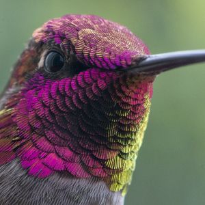 SAMPLE: Close-up of male Anna's hummingbird with bright magenta throat