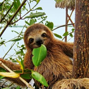 Smiling baby Brown throated Three toed sloth in the mangrove