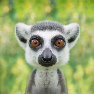 lemur face close up