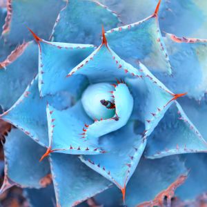 sharp pointed agave plant