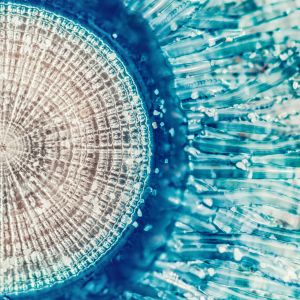 Blue Button Jellyfish