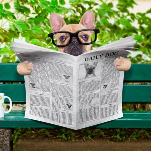 dog with glasses reading newspaper on a green park bench next to mug with footprints on it