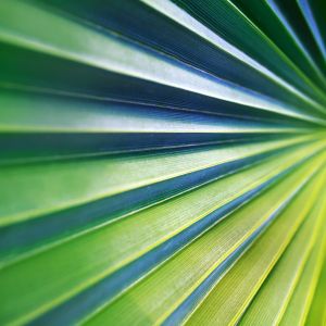 green palm leaf