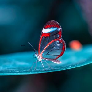 macro butterfly on flower