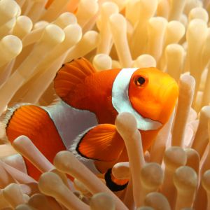 clownfish in corals