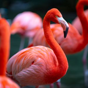 Flamboyance_of_flamingos
