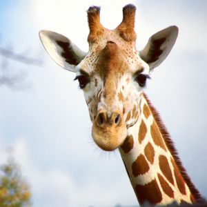 giraffe closeup