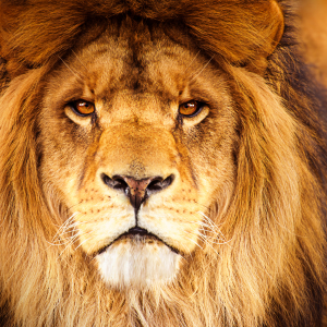 male lion closeup