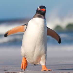 penguin walking on beach