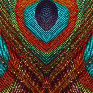 Closeup view of brightly colored peacock feather