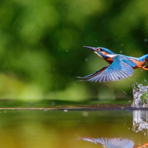 Flying kingfisher grazes the surface of the water