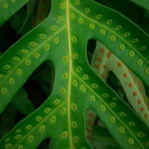 Close-up of fern leaf with repeating spore pattern