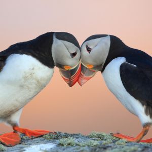 Two puffins stand in front of sunset with their heads and beaks touching