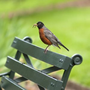 robin with worm in mouth standing on green bench