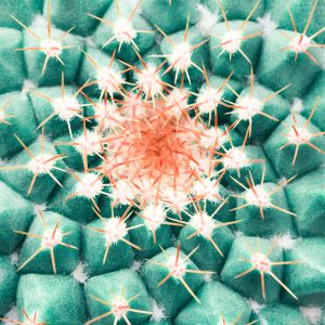 green thorny cactus with white and orange center