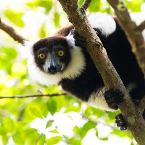 black and white lemur