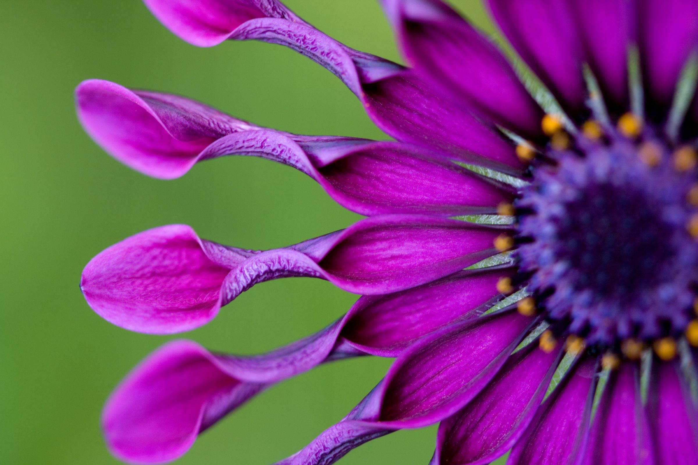 purple African daisy