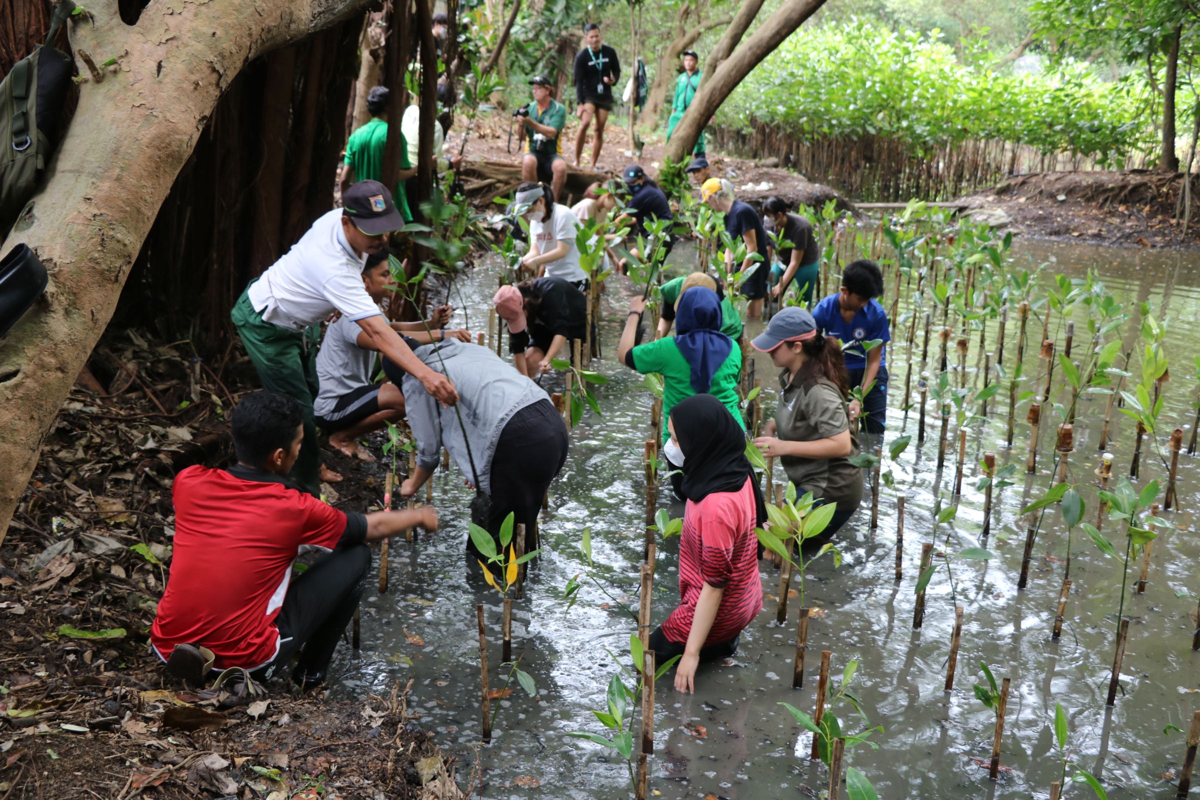 High school students planting mangroves for World Ocean Day. 