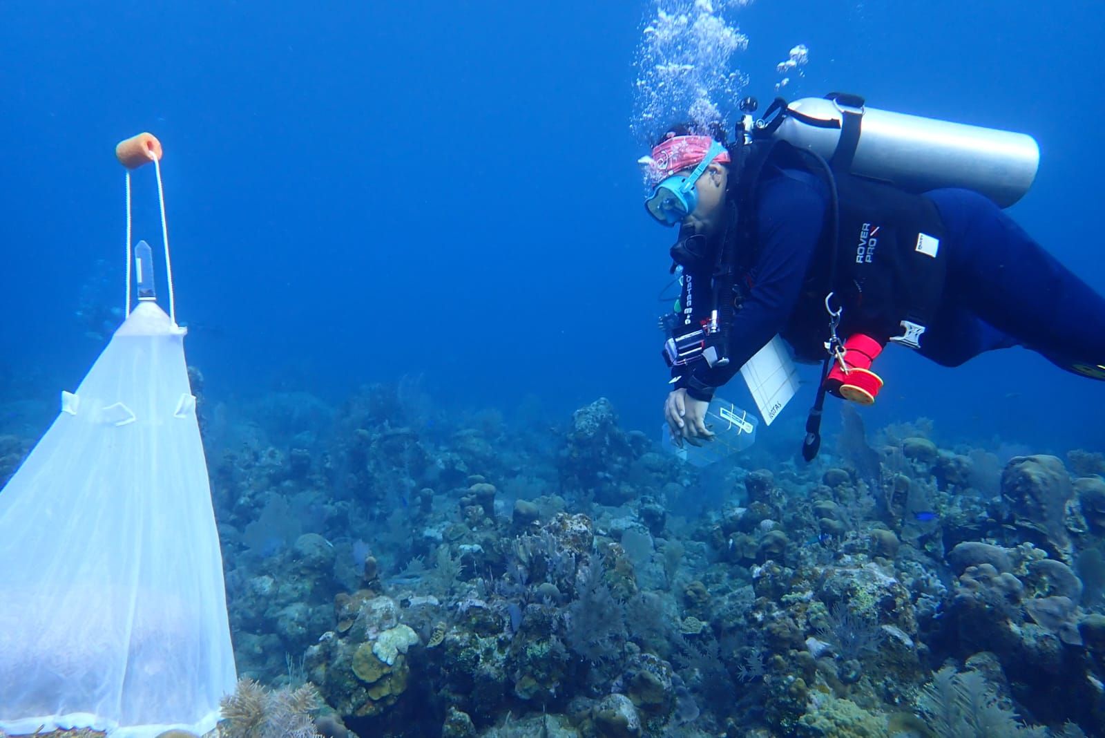 Patiently expecting some coral action.