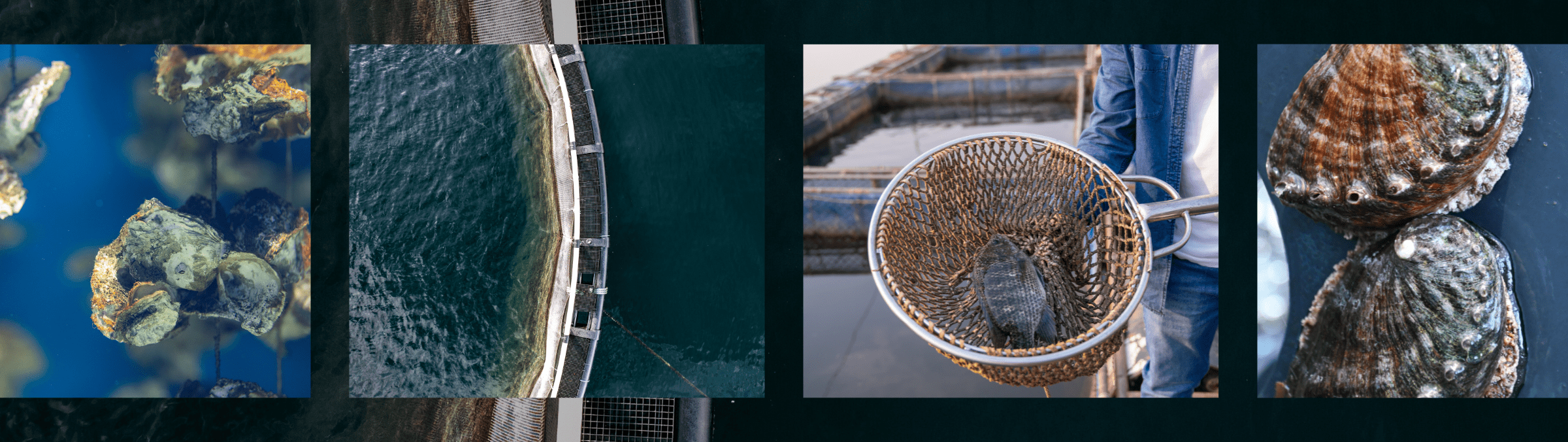Grid-like collage featuring four photos, from left to right, oysters in a line, aerial view of an aquafarm, an aquaculture farmer holding a fish in a net, and a column of abalone