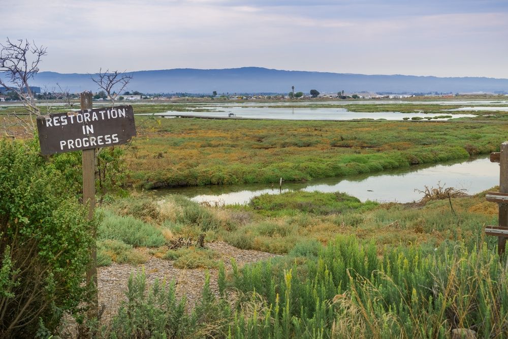 Marsh with a sign that says "Restoration in Progress."