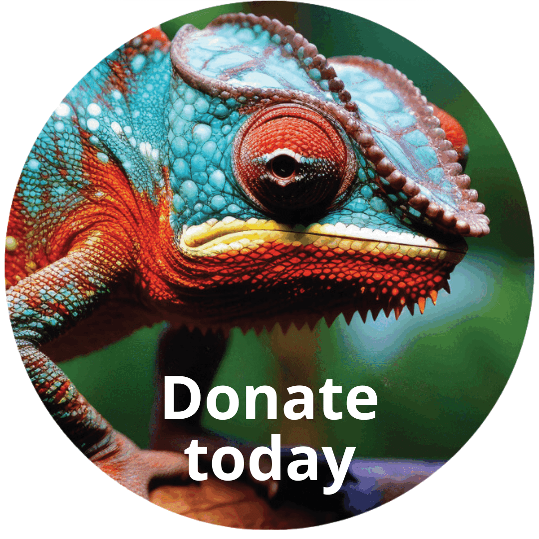 Brightly colored chameleon with the white text "Donate today"