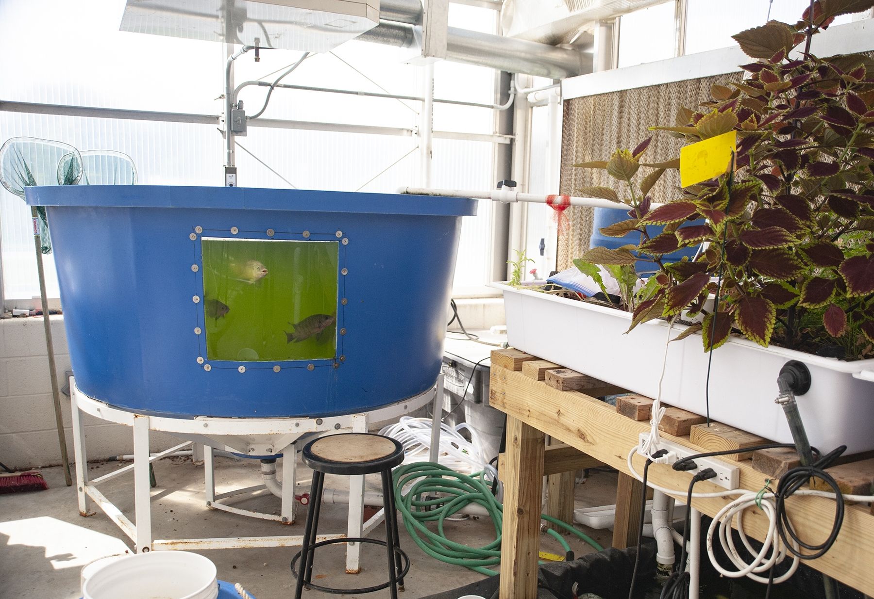 Aquaponics system with fish in a blue tub and a leafy plant growing in another tub to the right