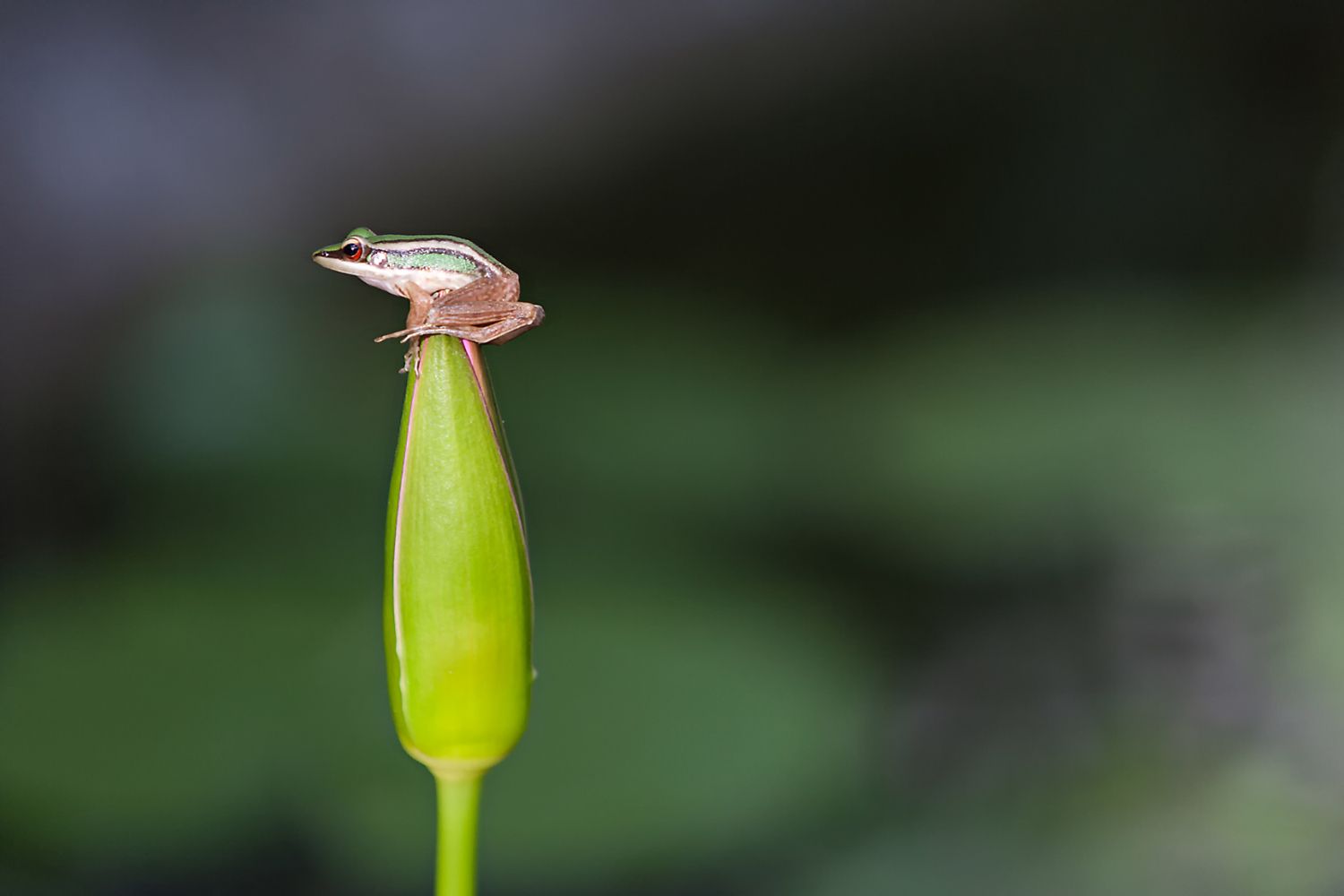 thailand frog standing on top of flower bud