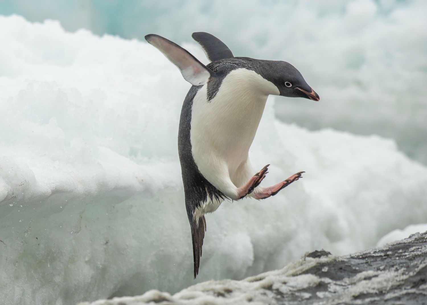 Adélie penguin jumping from a ice-shelf